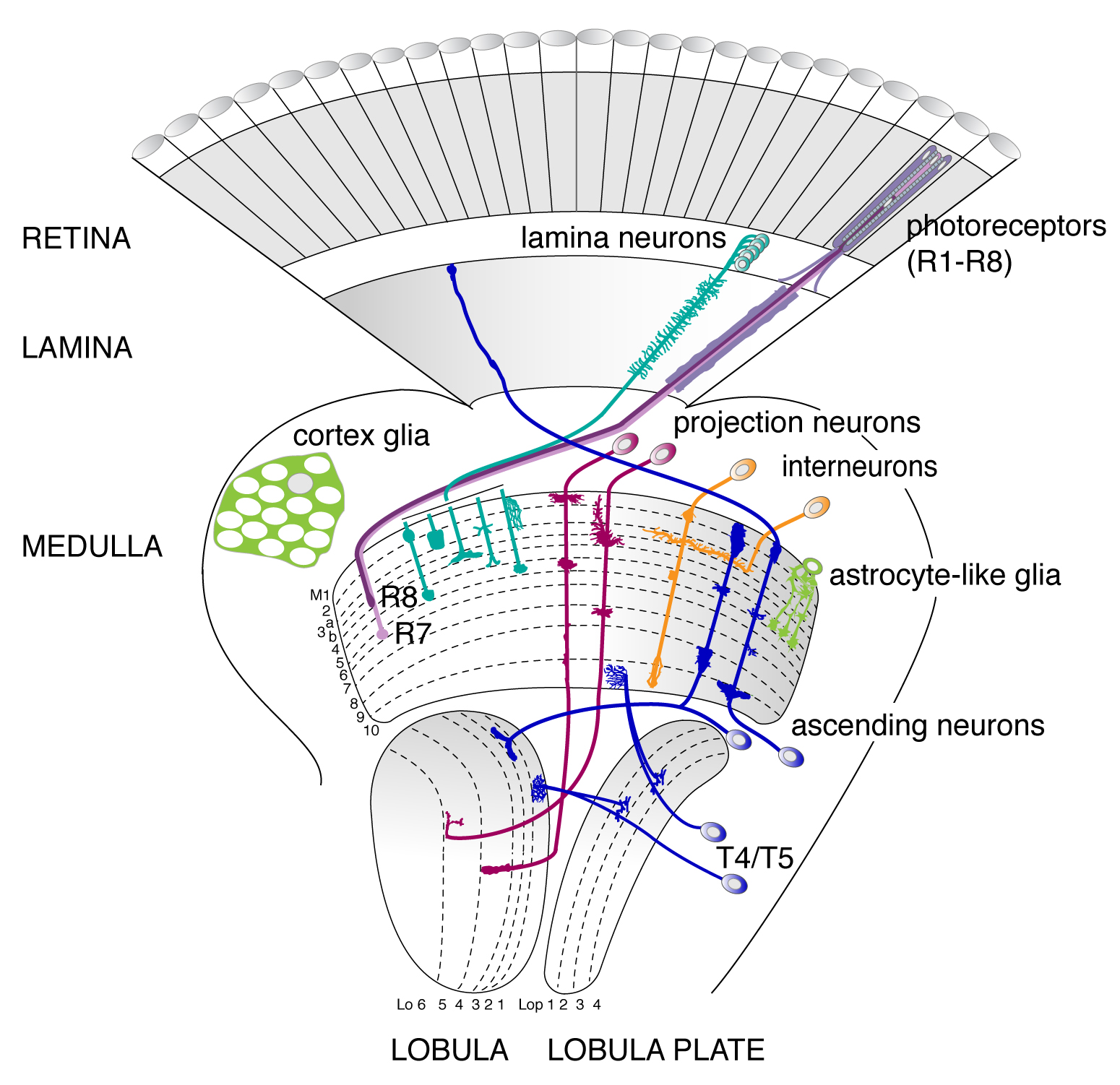 Research interests – Visual Circuit Assembly
