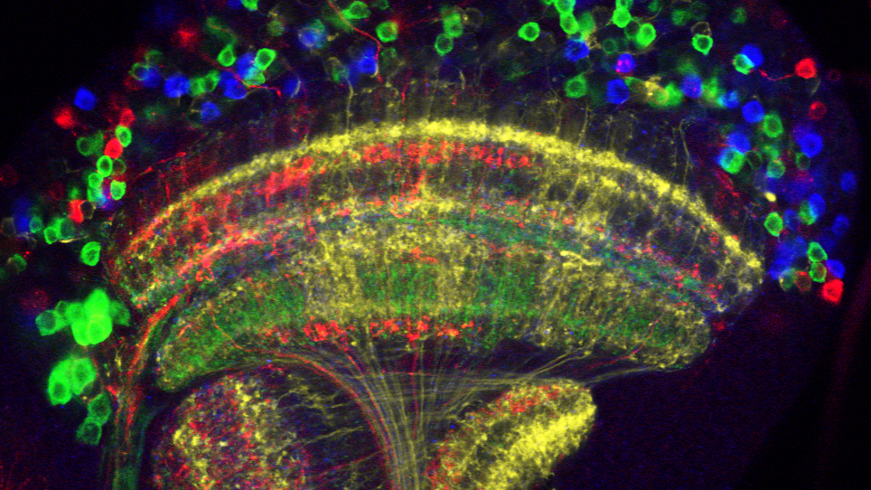 Fly Brainbow Flybow Resources – Visual Circuit Assembly